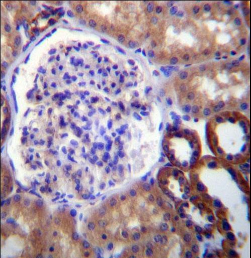 FUT6 Antibody - FUT6 Antibody immunohistochemistry of formalin-fixed and paraffin-embedded human kidney tissue followed by peroxidase-conjugated secondary antibody and DAB staining.