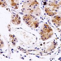 FUT6 Antibody - Immunohistochemical analysis of FucT-VI staining in human stomach formalin fixed paraffin embedded tissue section. The section was pre-treated using heat mediated antigen retrieval with sodium citrate buffer (pH 6.0). The section was then incubated with the antibody at room temperature and detected using an HRP conjugated compact polymer system. DAB was used as the chromogen. The section was then counterstained with hematoxylin and mounted with DPX.
