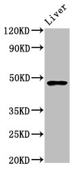 FUT8 Antibody - Positive Western Blot detected in Mouse liver tissue. All lanes: FUT8 antibody at 5.9 µg/ml Secondary Goat polyclonal to rabbit IgG at 1/50000 dilution. Predicted band size: 67, 36, 48, 20 KDa. Observed band size: 48 KDa