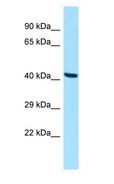 FUZ / FY Antibody - FUZ / FY antibody Western Blot of HepG2.  This image was taken for the unconjugated form of this product. Other forms have not been tested.