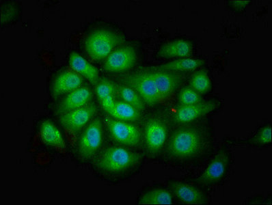 FUZ / FY Antibody - Immunofluorescent analysis of A549 cells using FUZ Antibody at dilution of 1:100 and Alexa Fluor 488-congugated AffiniPure Goat Anti-Rabbit IgG(H+L)