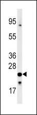 FXN / Frataxin Antibody - Western blot of anti-FXN Antibody in 293 cell line lysates (35 ug/lane). FXN (arrow) was detected using the purified antibody.