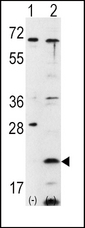 FXN / Frataxin Antibody - Western blot of FXN (arrow) using rabbit polyclonal FXN Antibody (RB12571). 293 cell lysates (2 ug/lane) either nontransfected (Lane 1) or transiently transfected with the FXN gene (Lane 2) (Origene Technologies).