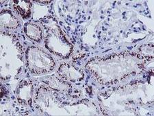 FXN / Frataxin Antibody - IHC of paraffin-embedded Human Kidney tissue using anti-FXN mouse monoclonal antibody.