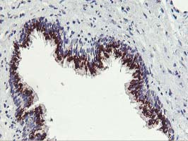 FXN / Frataxin Antibody - IHC of paraffin-embedded Human prostate tissue using anti-FXN mouse monoclonal antibody.