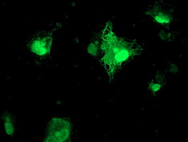 FXN / Frataxin Antibody - Anti-FXN mouse monoclonal antibody immunofluorescent staining of COS7 cells transiently transfected by pCMV6-ENTRY FXN.