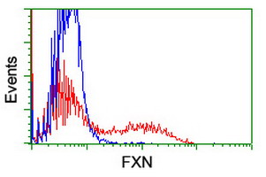 FXN / Frataxin Antibody - HEK293T cells transfected with either overexpress plasmid (Red) or empty vector control plasmid (Blue) were immunostained by anti-FXN antibody, and then analyzed by flow cytometry.