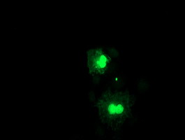 FXN / Frataxin Antibody - Anti-FXN mouse monoclonal antibody immunofluorescent staining of COS7 cells transiently transfected by pCMV6-ENTRY FXN.