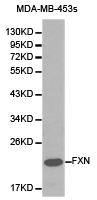 FXN / Frataxin Antibody - Western blot of extracts of MDA-MB-453s cell lines, using FXN antibody.