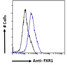 FXR1 Antibody - FXR1 antibody flow cytometric analysis of paraformaldehyde fixed HeLa cells (blue line), permeabilized with 0.5% Triton. Primary incubation 1hr (10ug/ml) followed by Alexa Fluor 488 secondary antibody (1ug/ml). IgG control: Unimmunized goat IgG (black line) followed by Alexa Fluor 488 secondary antibody.