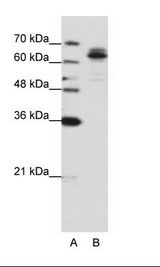 FXR1 Antibody - A: Marker, B: HepG2 Cell Lysate.  This image was taken for the unconjugated form of this product. Other forms have not been tested.