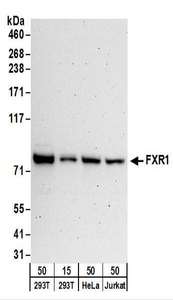 FXR1 Antibody - Detection of Human FXR1 by Western Blot. Samples: Whole cell lysate from 293T (15 and 50 ug), HeLa (50 ug), and Jurkat (50 ug) cells. Antibodies: Affinity purified rabbit anti-FXR1 antibody used for WB at 0.1 ug/ml. Detection: Chemiluminescence with an exposure time of 3 minutes.