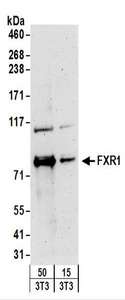 FXR1 Antibody - Detection of Mouse FXR1 by Western Blot. Samples: Whole cell lysate from mouse NIH3T3 (15 and 50 ug) cells. Antibodies: Affinity purified rabbit anti-FXR1 antibody used for WB at 0.4 ug/ml. Detection: Chemiluminescence with an exposure time of 3 minutes.