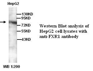 FXR1 Antibody