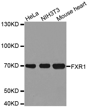 FXR1 Antibody - Western blot analysis of extracts of various cell lines.