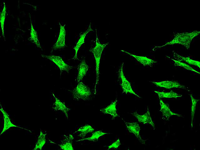 FXR1 Antibody - Immunofluorescence staining of FXR1 in HeLa cells. Cells were fixed with 4% PFA, permeabilzed with 0.1% Triton X-100 in PBS, blocked with 10% serum, and incubated with rabbit anti-Human FXR1 polyclonal antibody (dilution ratio 1:1000) at 4°C overnight. Then cells were stained with the Alexa Fluor 488-conjugated Goat Anti-rabbit IgG secondary antibody (green). Positive staining was localized to Cytoplasm.