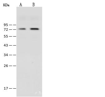 FXR1 Antibody - Anti-FXR1 rabbit polyclonal antibody at 1:500 dilution. Lane A: HepG2 Whole Cell Lysate. Lane B: MCF7 Whole Cell Lysate. Lysates/proteins at 30 ug per lane. Secondary: Goat Anti-Rabbit IgG (H+L)/HRP at 1/10000 dilution. Developed using the ECL technique. Performed under reducing conditions. Predicted band size: 70 kDa. Observed band size: 72 kDa.