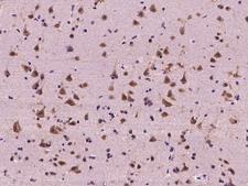 FXR1 Antibody - Immunochemical staining of human FXR1 in human brain with rabbit polyclonal antibody at 1:300 dilution, formalin-fixed paraffin embedded sections.