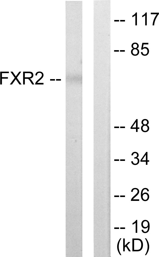FXR2 Antibody - Western blot analysis of lysates from COLO205 cells, using FXR2 Antibody. The lane on the right is blocked with the synthesized peptide.