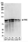FXR2 Antibody - Detection of Human and Mouse FXR2 by Western Blot. Samples: Whole cell lysate from 293T (15 and 50 ug), HeLa (50 ug), Jurkat (50 ug), and mouse NIH3T3 (50 ug) cells. Antibodies: Affinity purified rabbit anti-FXR2 antibody used for WB at 0.1 ug/ml. Detection: Chemiluminescence with an exposure time of 30 seconds.