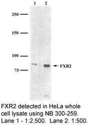 FXR2 Antibody -  This image was taken for the unconjugated form of this product. Other forms have not been tested.