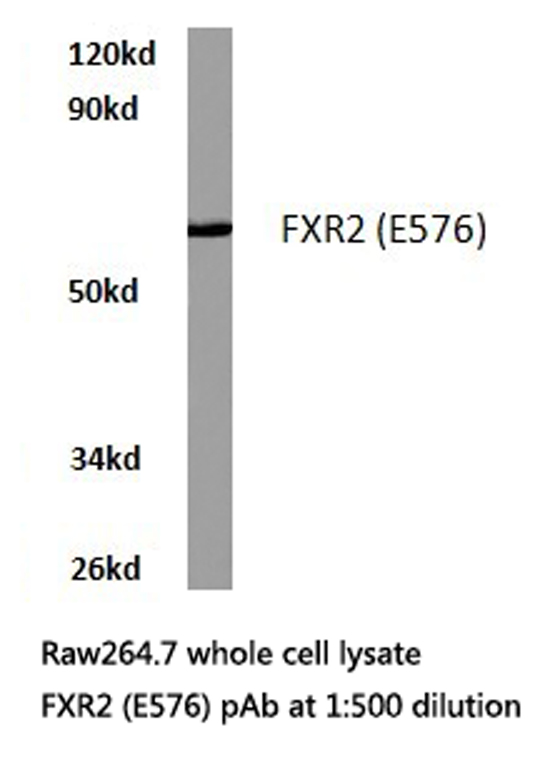 FXR2 Antibody - Western blot of FXR2 (E576) pAb in extracts from RAW264.7 cells.