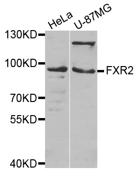 FXR2 Antibody - Western blot analysis of extracts of various cell lines.