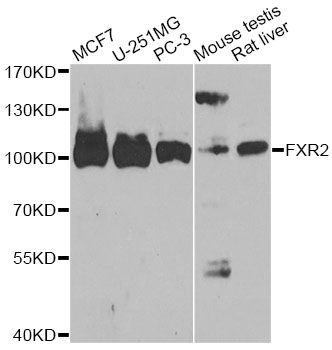 FXR2 Antibody - Western blot analysis of extracts of various cell lines, using FXR2 antibody at 1:1000 dilution. The secondary antibody used was an HRP Goat Anti-Rabbit IgG (H+L) at 1:10000 dilution. Lysates were loaded 25ug per lane and 3% nonfat dry milk in TBST was used for blocking. An ECL Kit was used for detection and the exposure time was 90s.