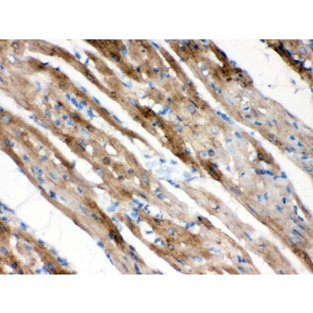 FXYD1 / Phospholemman Antibody - FXYZ1 antibody IHC-paraffin. IHC(P): Rat Cardiac Muscle Tissue.