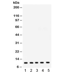 FXYD1 / Phospholemman Antibody