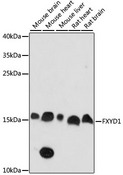 FXYD1 / Phospholemman Antibody - Western blot analysis of extracts of various cell lines, using FXYD1 antibody at 1:1000 dilution. The secondary antibody used was an HRP Goat Anti-Rabbit IgG (H+L) at 1:10000 dilution. Lysates were loaded 25ug per lane and 3% nonfat dry milk in TBST was used for blocking. An ECL Kit was used for detection and the exposure time was 90s.