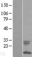 FXYD1 / Phospholemman Protein - Western validation with an anti-DDK antibody * L: Control HEK293 lysate R: Over-expression lysate