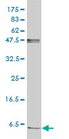 FXYD2 Antibody - FXYD2 monoclonal antibody (M01), clone 1C3-B3 Western blot of FXYD2 expression in Jurkat.