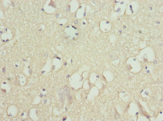FXYD2 Antibody - Immunohistochemistry of paraffin-embedded human brain tissue at dilution 1:100