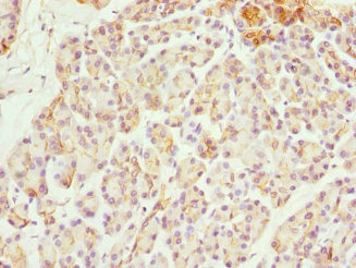 FXYD2 Antibody - Immunohistochemistry of paraffin-embedded human pancreatic tissue at dilution 1:100