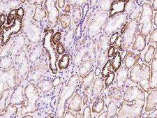 FXYD2 Antibody - Immunochemical staining of human FXYD2 in human kidney with rabbit polyclonal antibody at 1:200 dilution, formalin-fixed paraffin embedded sections.