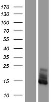 FXYD2 Protein - Western validation with an anti-DDK antibody * L: Control HEK293 lysate R: Over-expression lysate