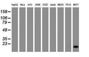 FXYD3 Antibody - Western blot of extracts (35ug) from 9 different cell lines by using anti-FXYD3 monoclonal antibody (HepG2: human; HeLa: human; SVT2: mouse; A549: human; COS7: monkey; Jurkat: human; MDCK: canine; PC12: rat; MCF7: human).