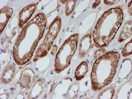FXYD3 Antibody - IHC of paraffin-embedded Human Kidney tissue using anti-FXYD3 mouse monoclonal antibody. (Heat-induced epitope retrieval by 10mM citric buffer, pH6.0, 100C for 10min).