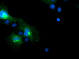 FXYD3 Antibody - Anti-FXYD3 mouse monoclonal antibody immunofluorescent staining of COS7 cells transiently transfected by pCMV6-ENTRY FXYD3.