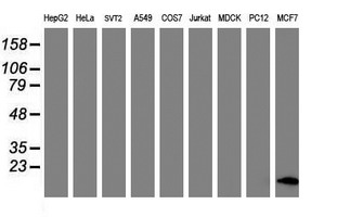 FXYD3 Antibody - Western blot of extracts (35 ug) from 9 different cell lines by using g anti-FXYD3 monoclonal antibody (HepG2: human; HeLa: human; SVT2: mouse; A549: human; COS7: monkey; Jurkat: human; MDCK: canine; PC12: rat; MCF7: human).