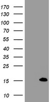FXYD3 Antibody - HEK293T cells were transfected with the pCMV6-ENTRY control (Left lane) or pCMV6-ENTRY FXYD3 (Right lane) cDNA for 48 hrs and lysed. Equivalent amounts of cell lysates (5 ug per lane) were separated by SDS-PAGE and immunoblotted with anti-FXYD3.
