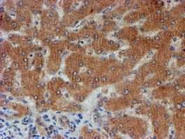 FXYD3 Antibody - IHC of paraffin-embedded Human liver tissue using anti-FXYD3 mouse monoclonal antibody. (Heat-induced epitope retrieval by 10mM citric buffer, pH6.0, 100C for 10min).