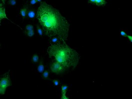 FXYD3 Antibody - Anti-FXYD3 mouse monoclonal antibody immunofluorescent staining of COS7 cells transiently transfected by pCMV6-ENTRY FXYD3.