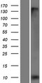 FXYD3 Protein - Western validation with an anti-DDK antibody * L: Control HEK293 lysate R: Over-expression lysate