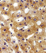 FXYD6 Antibody - Immunohistochemical of paraffin-embedded H. liver section using FXYD6 Antibody. Antibody was diluted at 1:100 dilution. A peroxidase-conjugated goat anti-rabbit IgG at 1:400 dilution was used as the secondary antibody, followed by DAB staining.