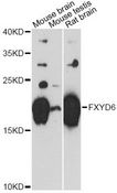 FXYD6 Antibody - Western blot analysis of extracts of various cell lines, using FXYD6 antibody at 1:3000 dilution. The secondary antibody used was an HRP Goat Anti-Rabbit IgG (H+L) at 1:10000 dilution. Lysates were loaded 25ug per lane and 3% nonfat dry milk in TBST was used for blocking. An ECL Kit was used for detection and the exposure time was 90s.