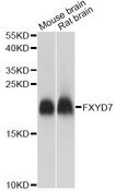 FXYD7 Antibody - Western blot analysis of extracts of various cell lines, using FXYD7 antibody at 1:1000 dilution. The secondary antibody used was an HRP Goat Anti-Rabbit IgG (H+L) at 1:10000 dilution. Lysates were loaded 25ug per lane and 3% nonfat dry milk in TBST was used for blocking. An ECL Kit was used for detection and the exposure time was 1s.