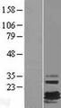 FXYD7 Protein - Western validation with an anti-DDK antibody * L: Control HEK293 lysate R: Over-expression lysate