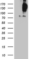 FYCO1 Antibody - HEK293T cells were transfected with the pCMV6-ENTRY control. (Left lane) or pCMV6-ENTRY FYCO1. (Right lane) cDNA for 48 hrs and lysed. Equivalent amounts of cell lysates. (5 ug per lane) were separated by SDS-PAGE and immunoblotted with anti-FYCO1. (1:2000)